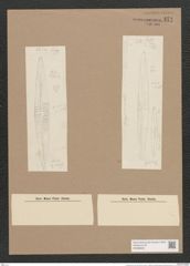 Navicula incus Grun. (de-Toni-Nr.: Genus 1, Species 164) Zeichnungen Sammlung Grunow Nr. 474 (NHMW-BOT-W0366809)